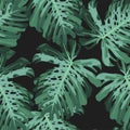 Green pattern with monstera palm leaves on black background. Seamless summer tropical fabric design. Royalty Free Stock Photo