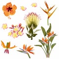 Tropical orange flowers set, bird of paradise flower, hibiscus, plumeria. Exotic illustrations, floral elements isolated. Royalty Free Stock Photo