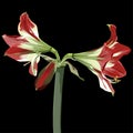 Handpainted Amaryllis Hipperastrum flower. Illustration isolated on black background. Royalty Free Stock Photo