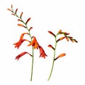 Crocosmia flower orange isolated on white background.