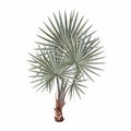 Illustration of the Washingtonia fan palm on a white background.