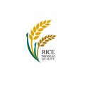 Premium Rice great quality design concept  vector. Royalty Free Stock Photo