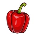 Red paprika. sweet peppers white background. Isolated Vector illustration. Royalty Free Stock Photo