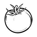 Hand drawn tomato. Organic eco food. Isolated on the white background. Vector black hand drawn vintage engraving illustration for