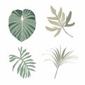 Realistic illustration set of tropical palm leaves and plants isolated on white background. Colorful plant collection. Royalty Free Stock Photo