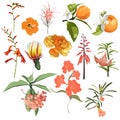 Set of Summer wild orange Floral, Greeting Card with Blooming garden flowers and fruits, botanical design elements.