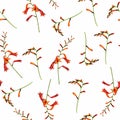 Tropical beautiful Crocosmia flowers pretty pattern. Seamless cute orange flowers on white background. Royalty Free Stock Photo