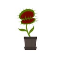 Venus flytrap. Carnivorous plant in a pot, vector illustration Royalty Free Stock Photo