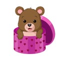 Cute baby bear inside a gift box Royalty Free Stock Photo
