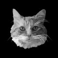 Head cat pop arft portrait premium vector poster design