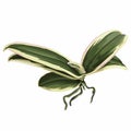 Phalaenopsis variegata orchids leaves by hand drawing. Orchid plant with leaves and roots on white background.