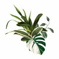 Tropical palm leaves, jungle leaf, orchid plant. Exotic illustrations, floral elements isolated, Hawaiian bouquet. Royalty Free Stock Photo