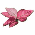 Aglaonema houseplant flower illustration, graphics color drawing of red leaves.