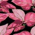 Tropical vintage red Aglaonema modestum Schott palant with leaves floral seamless pattern on black background. Royalty Free Stock Photo