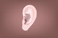 Human organs : a part of ear Royalty Free Stock Photo