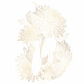 Hand drawn Asian symbols - gold koi carp with Japanese chrisantemum on a white background. Royalty Free Stock Photo
