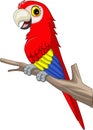 Cartoon funny macaw on tree branch