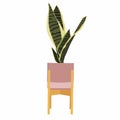 Realistic floor house green sansevieria plant. Isolated on white illustration icon in white pot. Royalty Free Stock Photo