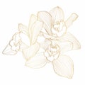 Golden Line Orchid Cymbidium Flower. Flora and Isolated Botany Plant with Petals. Tropical exotic line flower illustration.