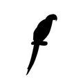 Parrot silhouette. Parrot black sign isolated on white background. Parrot Vector illustration Royalty Free Stock Photo