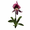 Paphiopedilum orchid - venus slipper flower with green violet flowers.