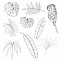 Line leaves and flowers set illustration. Beautiful natural outline icon or clip art. Exotic tropical jungle plant symbol. Royalty Free Stock Photo