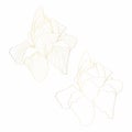 Iris floral botanical flower. Wild spring golden flowers set isolated. Golden engraved ink art.