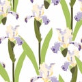 Seamless floral pattern. Arrangement blue yellow iris flowers on a white background. Hand-drawn illustration. Royalty Free Stock Photo