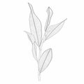 Ficus plant branch with leaves line drawing. Hand drawn modern design for creative logo, icon or emblem.