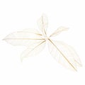 Magnolia tropical branch in leaves on a white background. Tree branch drawing and sketch with golden line. Royalty Free Stock Photo