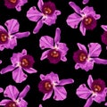 Tropical Cattleya orchid flowers on black background. Seamless pattern. Jungle foliage illustration. Exotic plants.