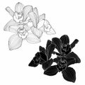 Black and white orchid. Orchid cymbidium flowers branch isolated on white background. Royalty Free Stock Photo