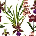 Exotic flowers seamless pattern. Tropical brown bordo orchid flowers in summer print.