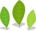 Three green leaves Royalty Free Stock Photo