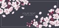 Spring banner with apricot flowers blooming branches. Royalty Free Stock Photo