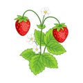 Cartoon illustration of strawberry.