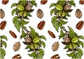 Drawing pattern of sketch brown pecan nuts with green leaves isolated on white background.