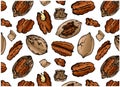 Sketch hand drawn pattern of brown pecan nuts in shell isolated on white background. Drawing organic nut wallpaper. Walnut Royalty Free Stock Photo