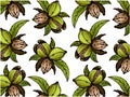 Drawing pattern of brown pecan nuts in shell with green leaves isolated on white background.