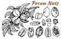 Sketch drawing set of pecan nuts with leaves isolated on white background. Line art nut in shell, textured walnut, botanical Royalty Free Stock Photo