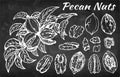 Sketch hand drawn set of pecan nuts with leaves isolated on chalkboard. Botanical, healthy snack, drawing food