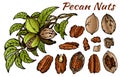 Sketch drawing set of colorful pecan nuts isolated on white background. Nut in shell, outline walnut, snack, botanical