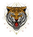 Angry tiger illustration design template for print Royalty Free Stock Photo