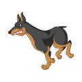 Cartoon angry doberman dog running Royalty Free Stock Photo