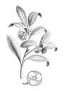 Tea plant - Camellia sinensis Thea viridis / vintage vector illustration Royalty Free Stock Photo