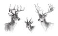 Deers - vintage vector illustration