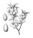 Almond Prunus dulcis / vintage vector illustration