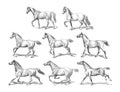 Horse collection / vintage vector illustration