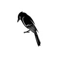 Blue jay bird silhouette vector illustration Royalty Free Stock Photo