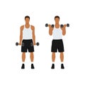 Man doing standing dumbbell bicep curls. Royalty Free Stock Photo
